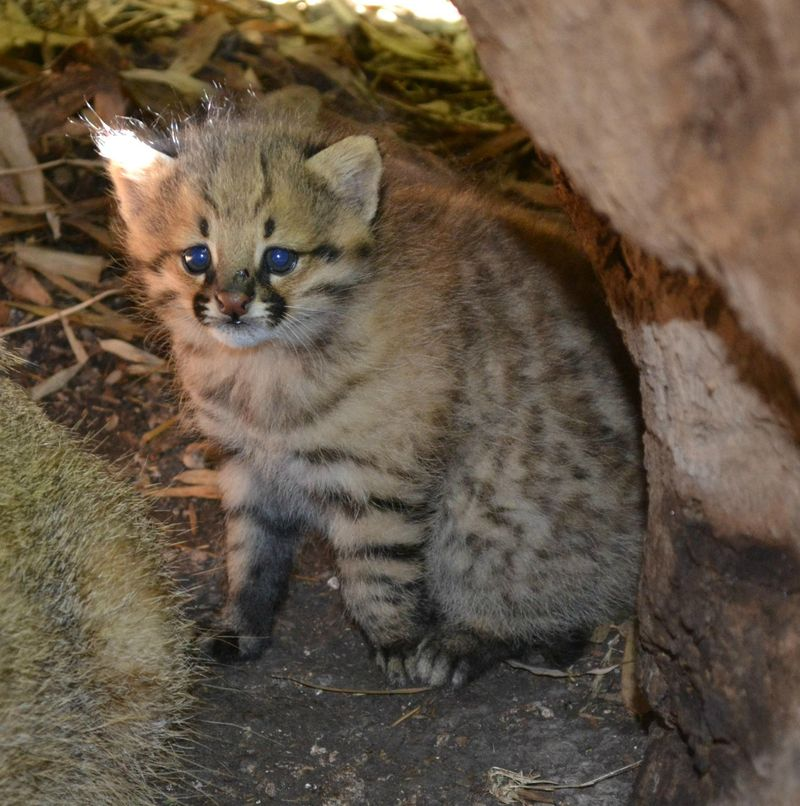 Illustration for article titled ZOMG BABY PAMPAS CATS!!!